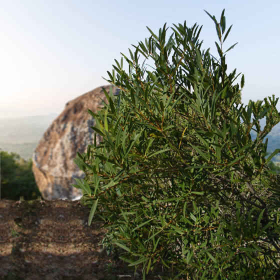Plantes Méditerranéenne