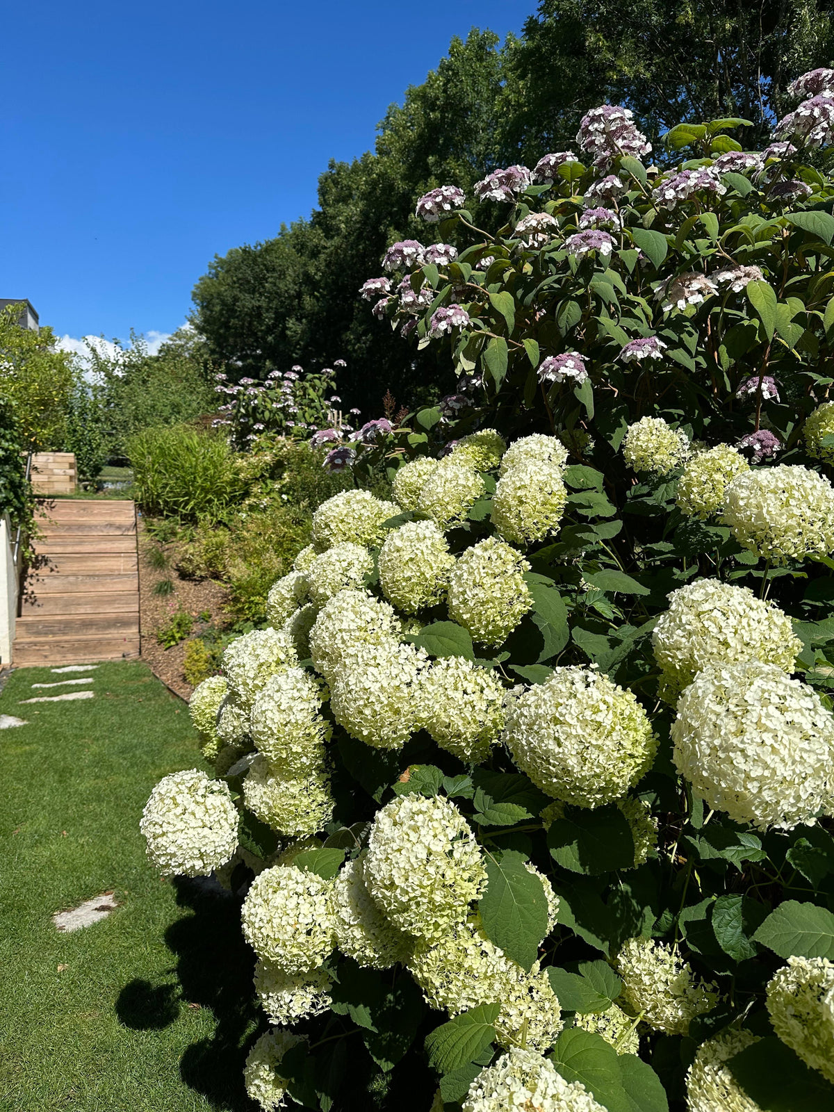 Sud Art Paysage garden project